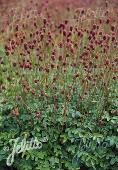 Sanguisorba officinalis 'Little Red Tanna'